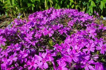 Obraz premium Beautiful flowers Phlox awl-shaped (Phlox subulata) close-up in the garden. Soft selective focus.
