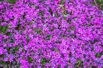 Beautiful flowers Phlox awl-shaped (Phlox subulata) close-up in the garden. Bright floral background. Soft selective focus.