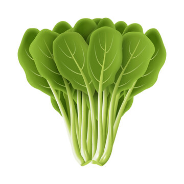 Japanese Mustard Spinach Images Browse 3 725 Stock Photos Vectors And Video Adobe Stock Japanese Mustard Spinach Images Browse 3 725 Stock Photos Vectors And Video Adobe Stock