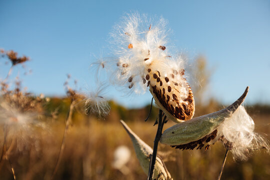 A milkweed pod, just waiting for the wind to carry its seeds within the Pike Lake Unit, Kettle Moraine State Forest, Hartford, Wisconsin