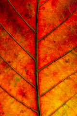 Nature Abstract: Cells and Veins of a Colorful Autumn Leaf