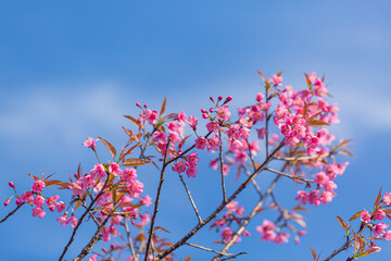 Branch of Prunus Kanzan cherry. Pink double flowers and green leaves in the blue sky background, close up. Prunus serrulata, flowering tree, called as Kwanzan, Sekiyama cherry, Japanese cherry, Sakura