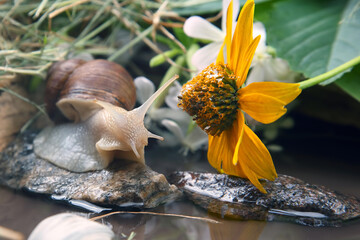 grape snail is actively crawling in nature. mollusc and invertebrate. delicacy meat and gourmet food