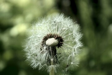 A close up of the head of a white fluffy dandelion plant. puffy dandelion with seeds in morning...