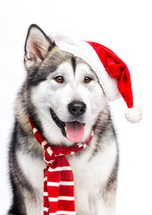 dog in a red hat on a white background