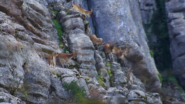 Manada de cabras montesas salvajes saltando por un barranco en el Torcal de Antequera en Espa&ntilde;a