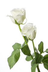 Two white Roses on white background