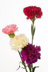 Colorful flowers on white background.