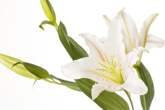 Beautiful white lily flowers