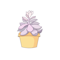 Purple leaved potted Echeveria also named Stone Rose on white isolated background, vector succulent Echeveria in Cartoon style, concept of Home Interior, Window Gardening, Succulents and Cactuses.