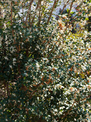 (Ligustrum ovalifolium) Troène de Californie ou troène à feuilles ovales au feuilles étroites,...