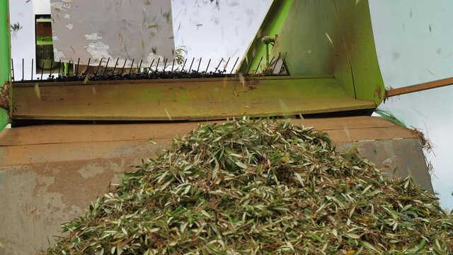 Olive Harvest. Olives Oil Mill Manufacturer. Machine working. Industrial Processing Equipment 02