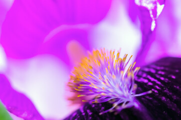 Fototapeta premium Iris flower natural background. Detail of an iris bud closeup . Beautiful violet flower. Natural background. Iris petals