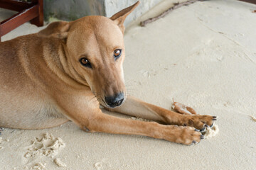 Close up a brown dog lying on the sandy beach.