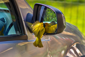 bird in the mirror