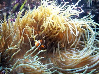 Fototapeta na wymiar Clown Fish in anemone