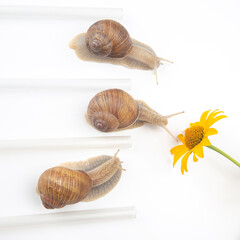 Helix pomatia. snails compete to reach the yellow flower. mollusc and invertebrate. delicacy meat and gourmet food.