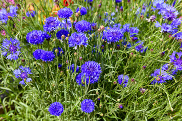 Obraz premium Cornflowers on a flower bed in the garden.