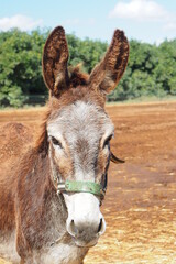 Israel Holy land Donkey Sanctuary