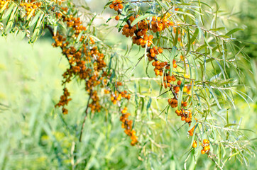 Sea buckthorn tree branches with fruits.