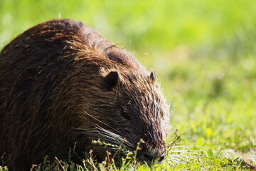 Israel Hula Natural Park wildlife Nutria