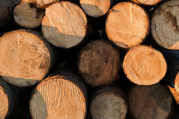 Fototapeta premium Piled cut tree trunks, close-up background
