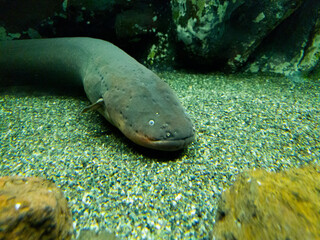 A large electric eel at rest