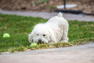 Small White Dog Playing with Tennis Ball