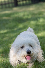 Cute White Dog Looking up