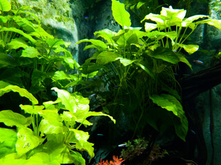 Houseplants and small tropical fish in the water