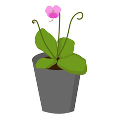 pinguicula insectivorous plant with bright juicy green leaves and small pink-violet flowers on thin stems, rare representatives of nature, predatory plants