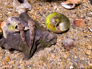 Two amphibious fish resting on sand and stones