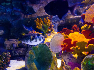 Various decorative corals and two bowlfish in a colorful atmosphere