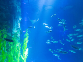 Fototapeta na wymiar Water plants and fish in a dreamy atmosphere illuminated by light in blue water