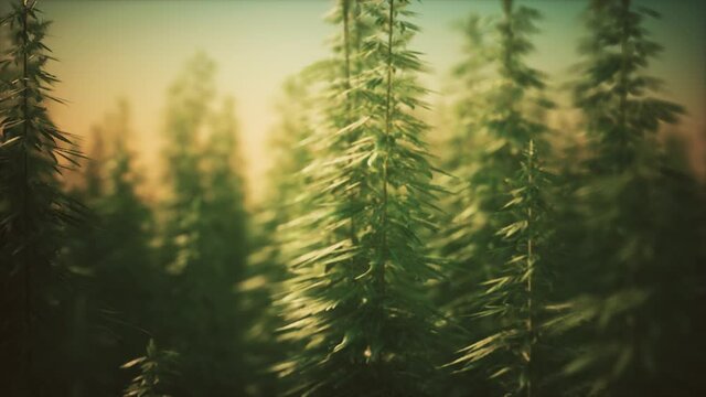 Field of green medial cannabis
