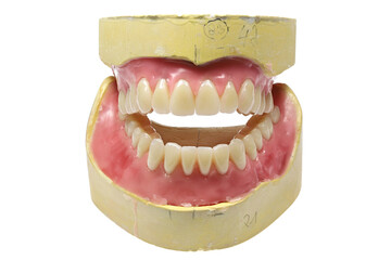 tooth model isolated on white background