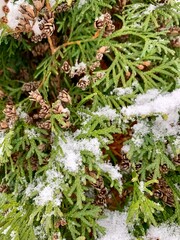 White cedar in winter, closeup of thuja branches with cones in the snow