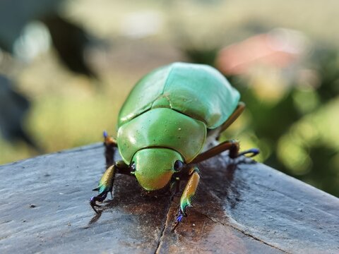 bug on a leaf