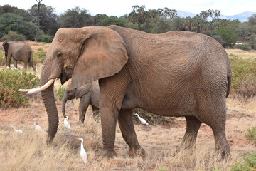 Fototapeta na wymiar African elephant, in Samburu National Reserve, Kenya