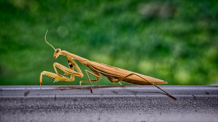 European mantis (Mantis religiosa)sits on a steel tube railing in front of dappled green vegitation