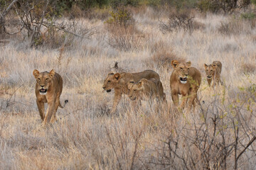 Female lions in Samburu National Reserve, Kenya