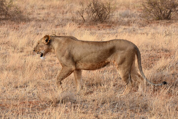 Female lions in Samburu National Reserve, Kenya