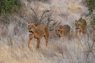 Obraz na płótnie Canvas Female lions in Samburu National Reserve, Kenya
