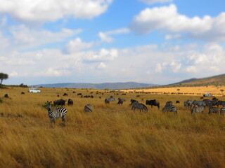 Fototapeta premium Africa