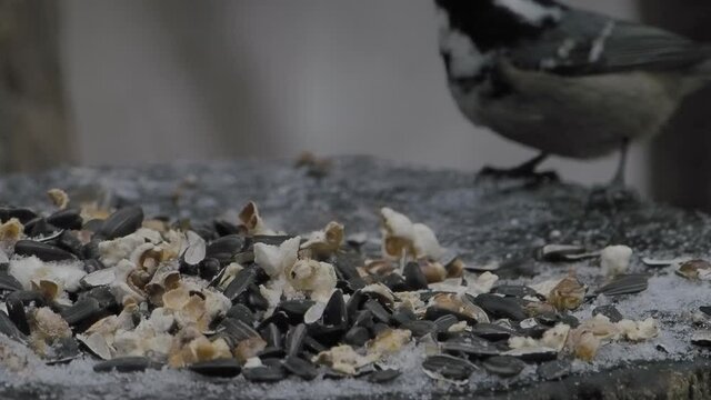 Coal tit or cole tit. Bird drags sunflower seeds from feeder. Small passerine bird in winter forest.