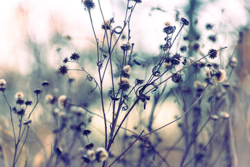 Watercolor-like winter scene with dried wildflowers in a field 
