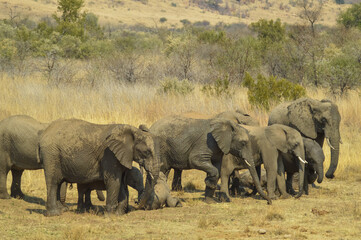 Fototapeta premium Group of African elephants in Pilanesberg