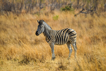 Fototapeta na wymiar Cape Zebra in Pilanesberg national park South Africa