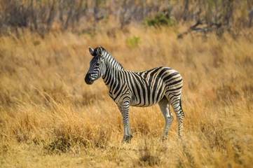 Poster Kaap Zebra in Pilanesberg nationaal park Zuid-Afrika © shams Faraz Amir
