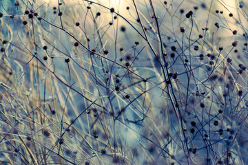 Watercolor-like winter scene with dried wildflowers in a field 